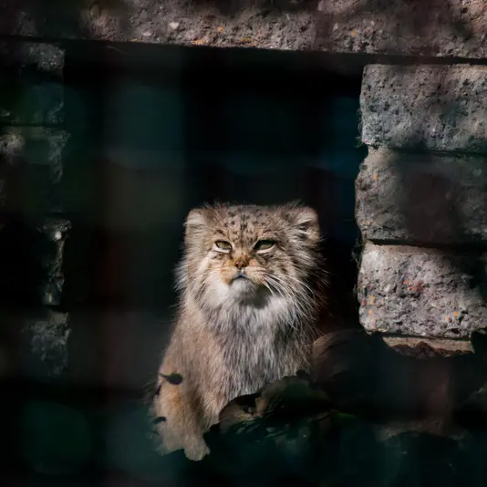 A photograph of Manuela in Magdeburg Zoo