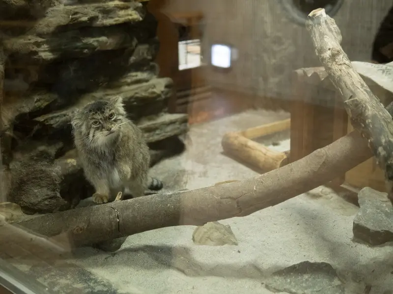 A photograph of Primula in Ueno Zoological Gardens