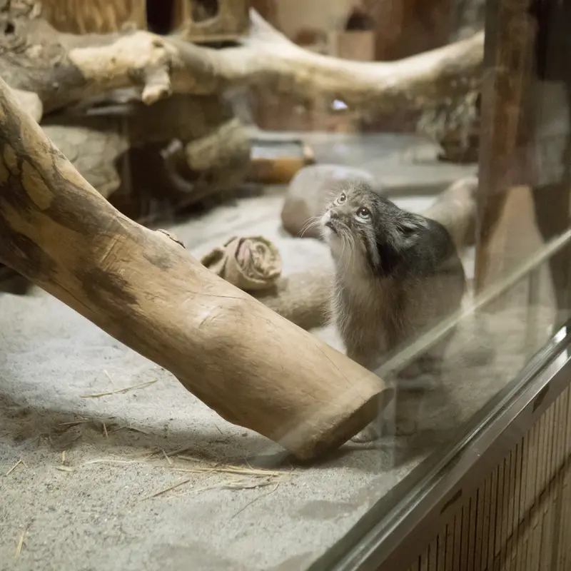 A photograph of Klyon in Ueno Zoological Gardens