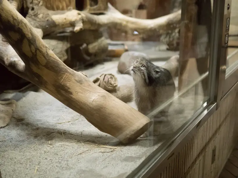A photograph of Klyon in Ueno Zoological Gardens