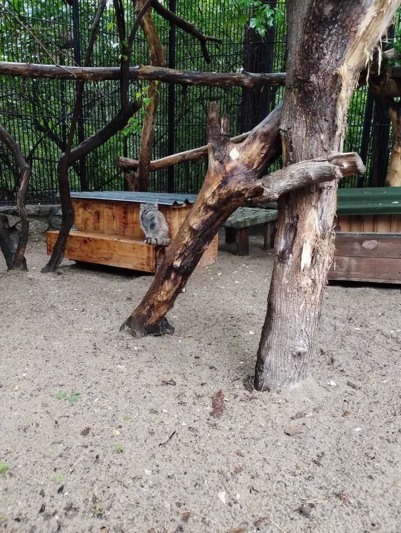 A photograph of a Pallas's cat in Novosibirsk Zoo
