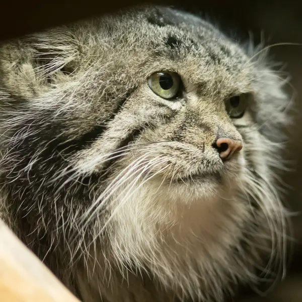 A photograph of Klyon in Ueno Zoological Gardens