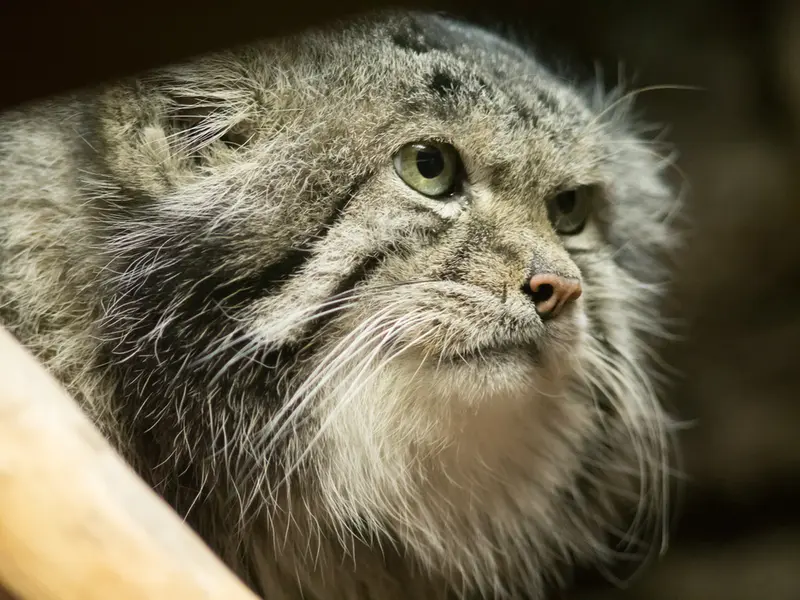 A photograph of Klyon in Ueno Zoological Gardens