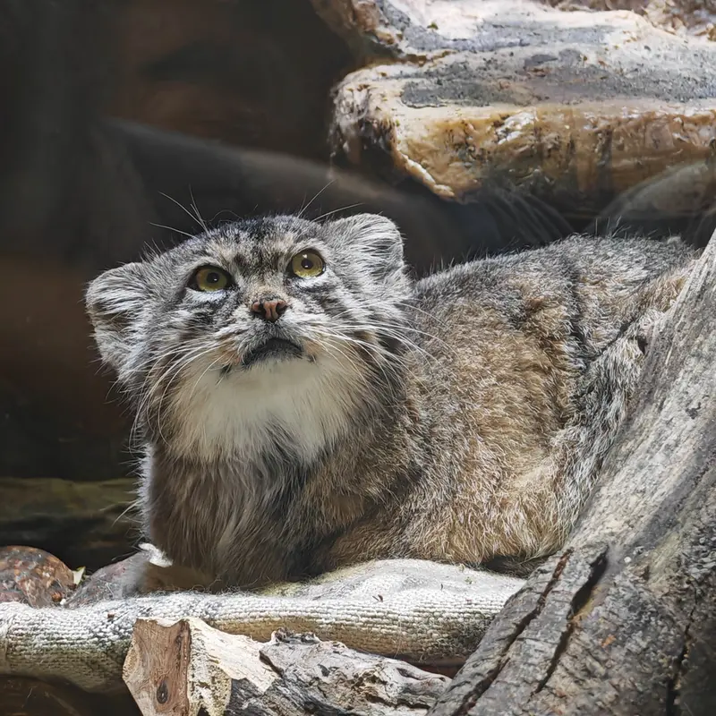 A photograph of Shafran in Ueno Zoological Gardens