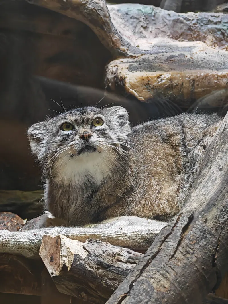 A photograph of Shafran in Ueno Zoological Gardens