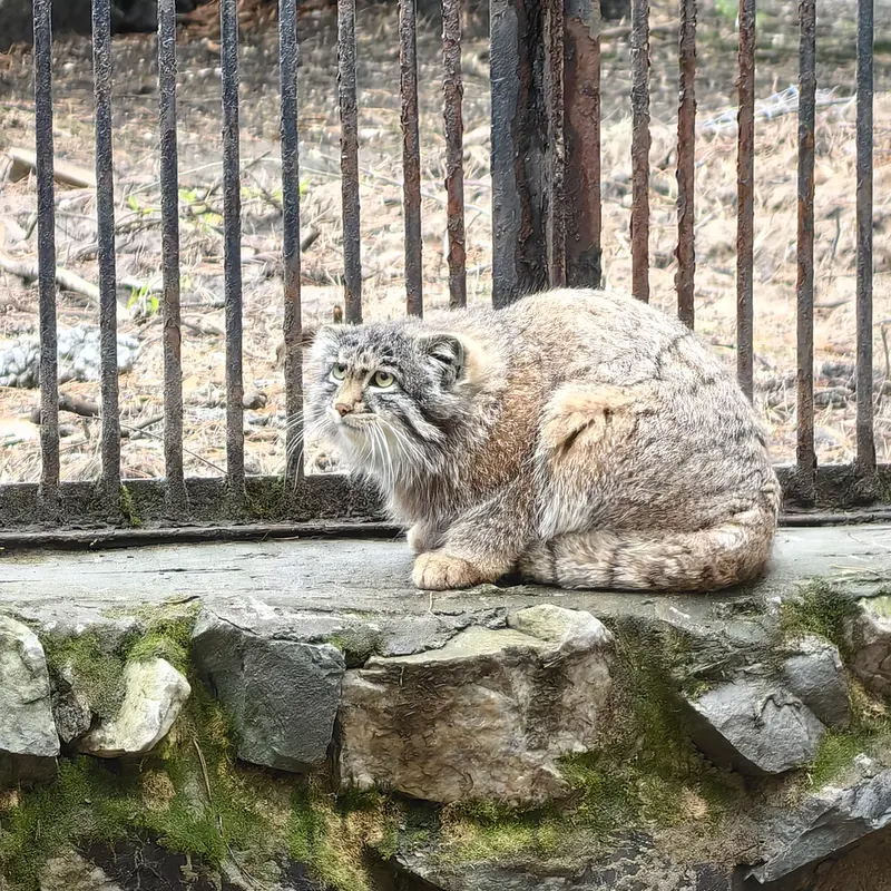 A photograph of Grey in Novosibirsk Zoo