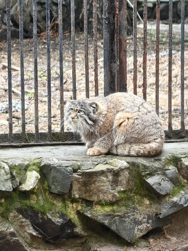 A photograph of Grey in Novosibirsk Zoo