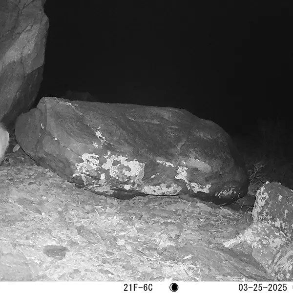 A photograph of Otocolobus manul manul from Koshkar camera trap