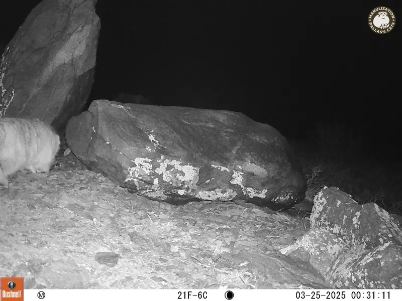 A photograph of Otocolobus manul manul from Koshkar camera trap