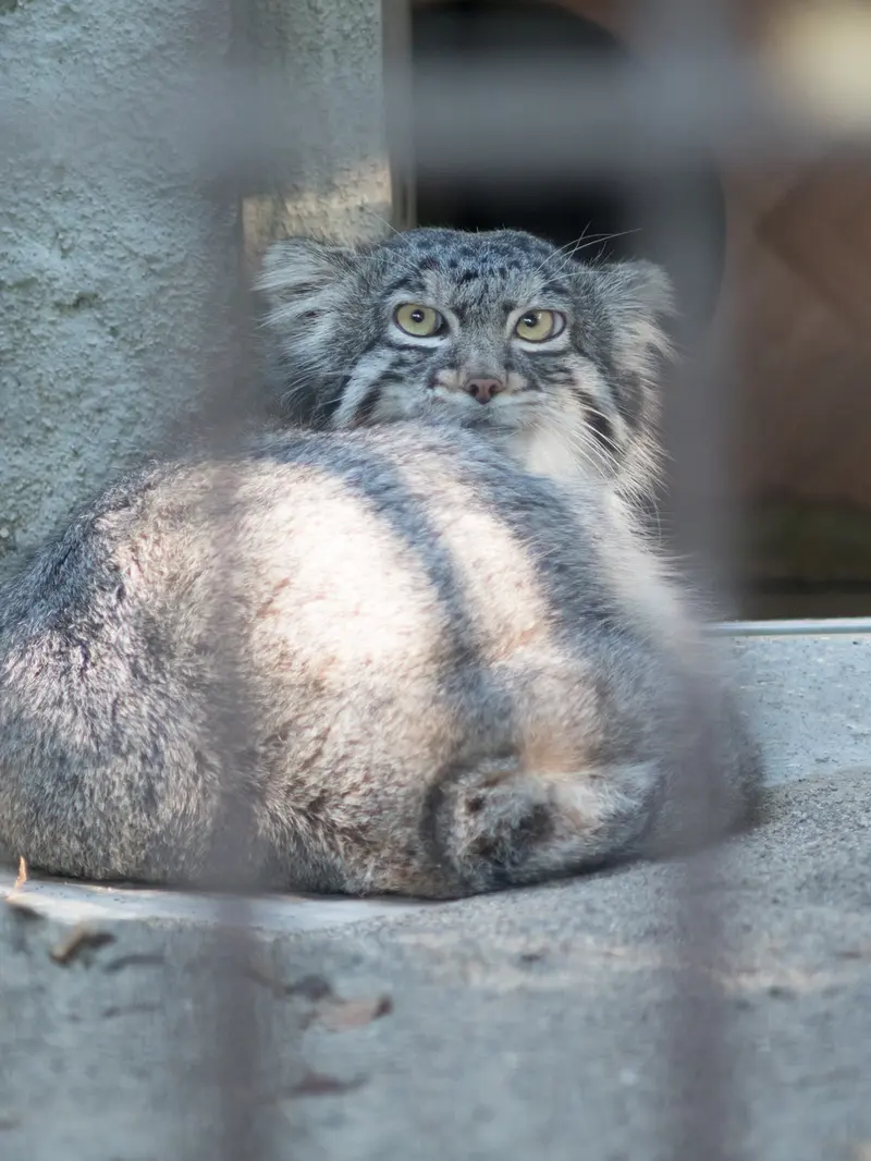 A photograph of Figa in Nogeyama Zoo
