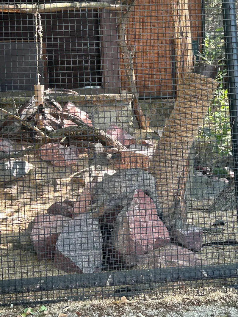 A photograph of a Pallas's cat in Brno Zoo