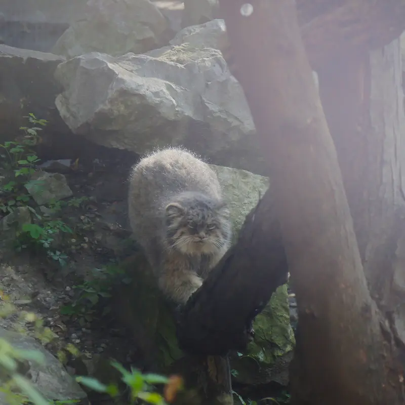 A photograph of Pazzo in Łódź Zoo