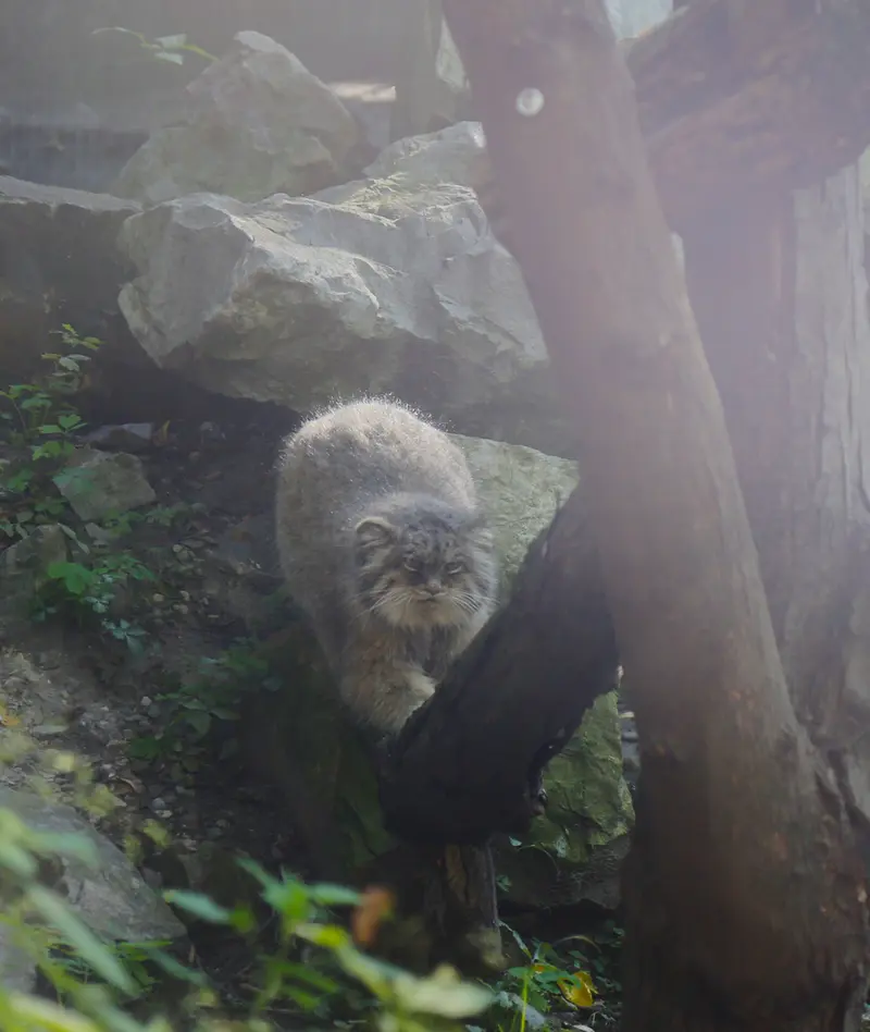 A photograph of Pazzo in Łódź Zoo