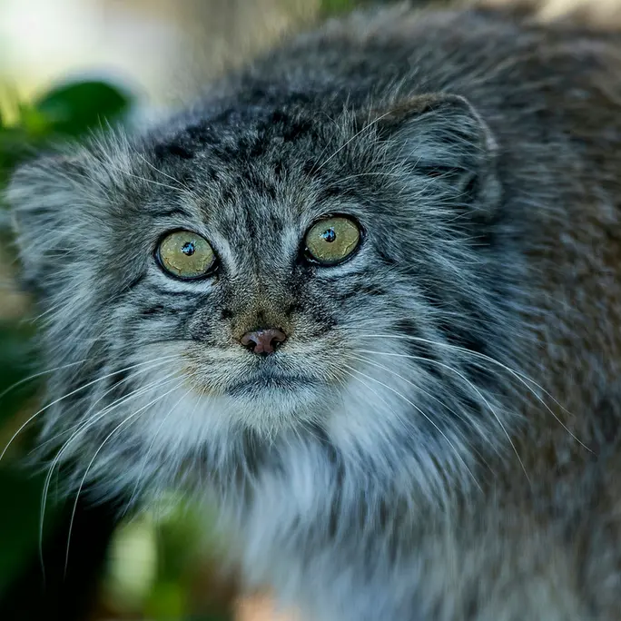 A photograph of Tula in The Big Cat Sanctuary