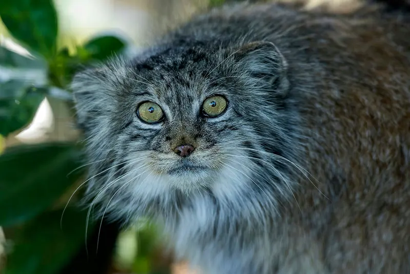 A photograph of Tula in The Big Cat Sanctuary