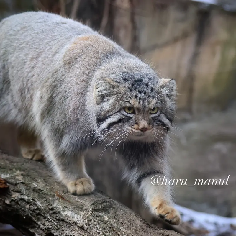 A photograph of Nagomu in Nasu Animal Kingdom