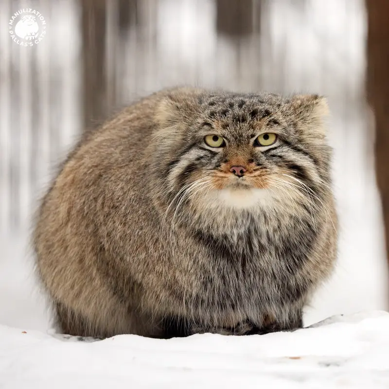 A photograph of Leon in Novosibirsk Zoo