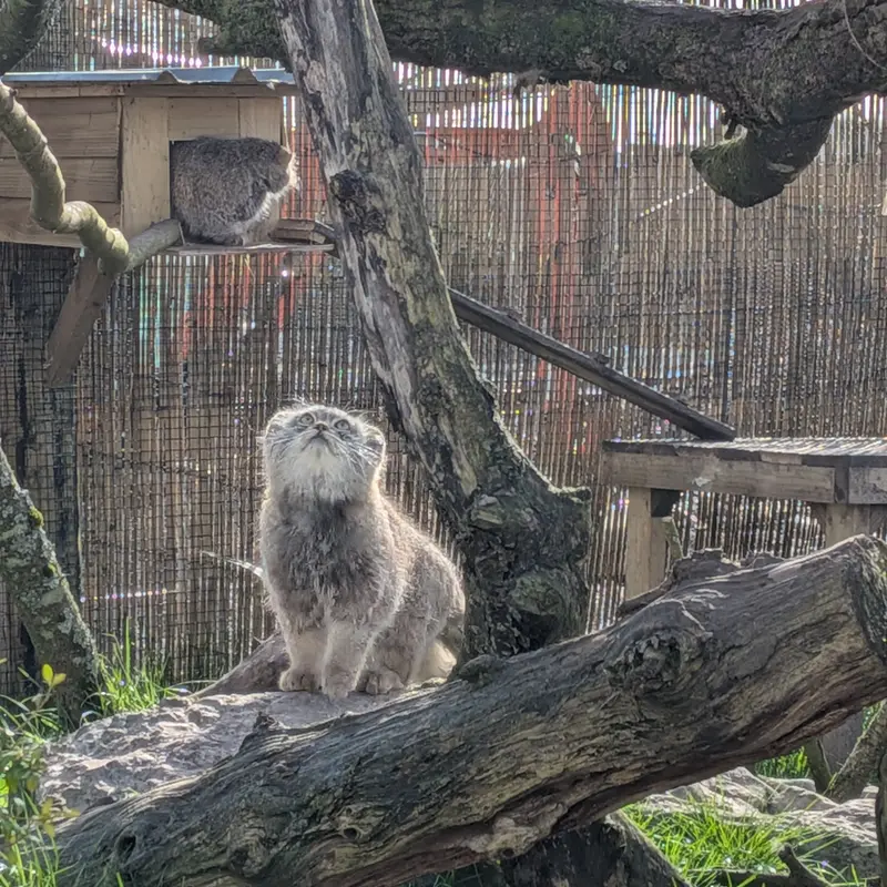 A photograph of Bat-Erdene in The Lakeland Wildlife Oasis