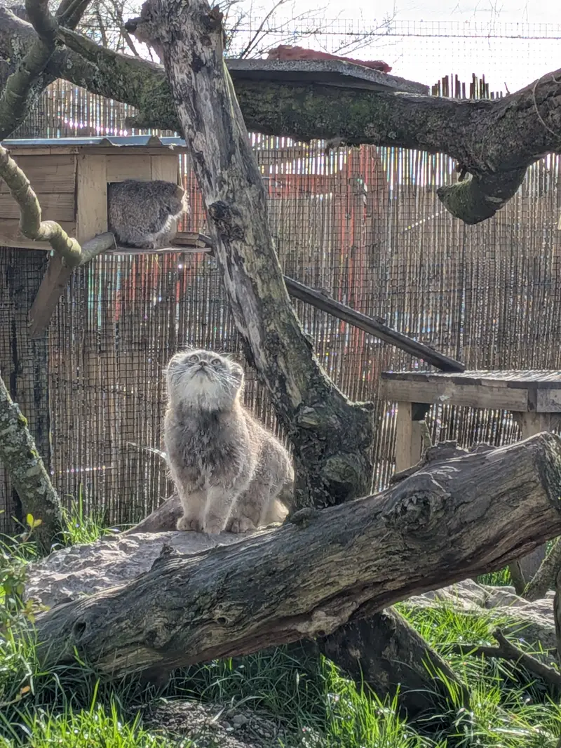 A photograph of Bat-Erdene in The Lakeland Wildlife Oasis