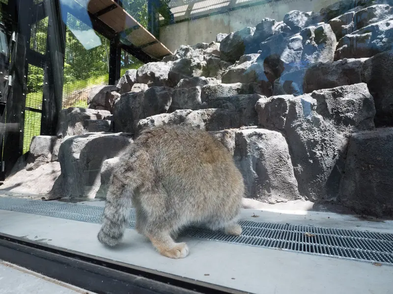 A photograph of Grusha in Asahiyama Zoo