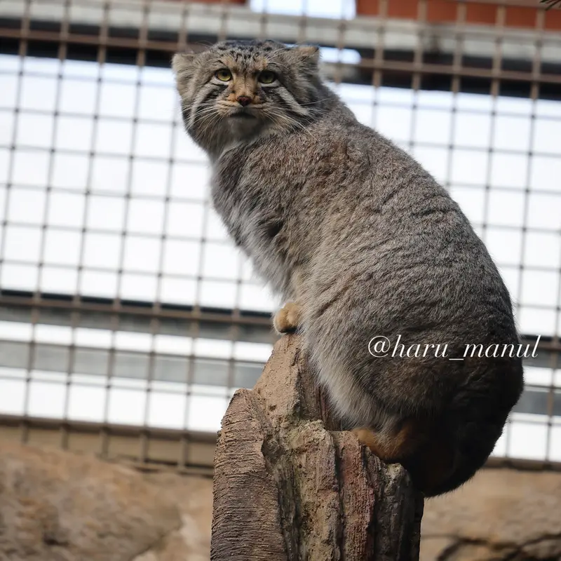 A photograph of Nagomu in Nasu Animal Kingdom