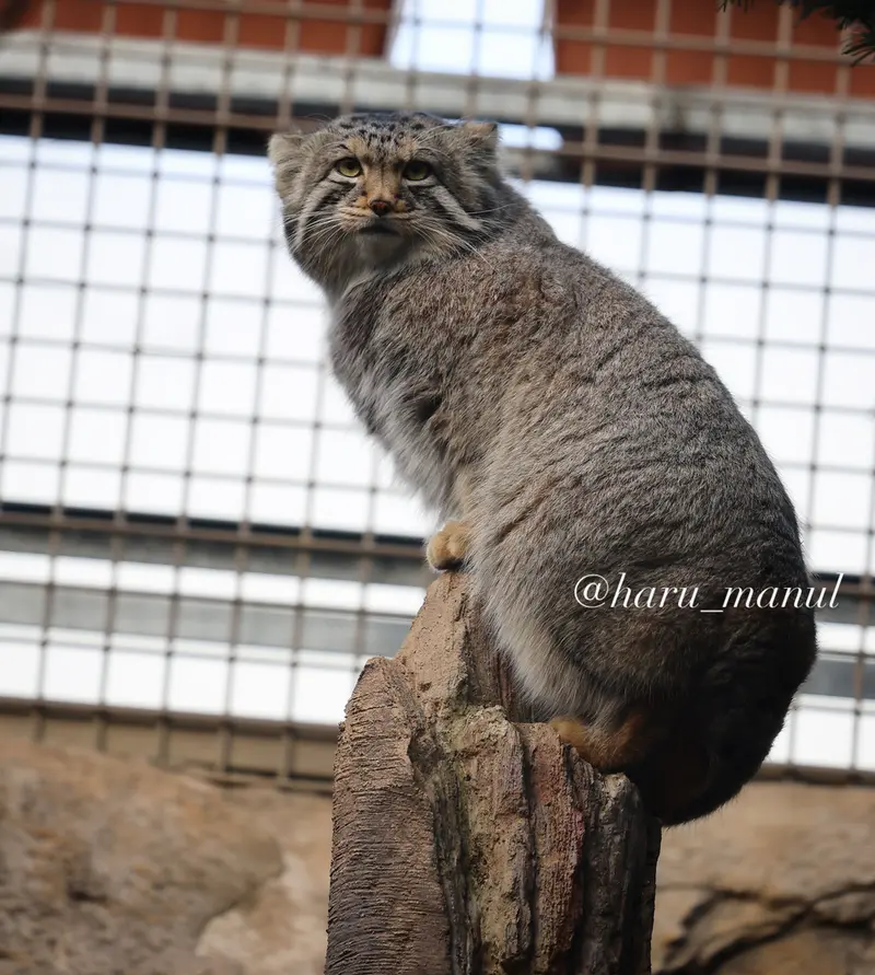 A photograph of Nagomu in Nasu Animal Kingdom
