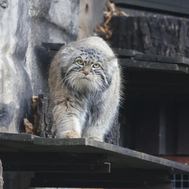 A photograph of Timofey in Moscow zoo