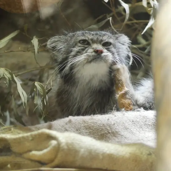A photograph of a Pallas's cat in Ueno Zoological Gardens