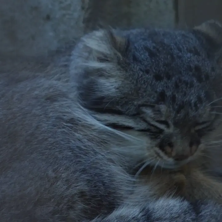 A photograph of Figa in Nogeyama Zoo