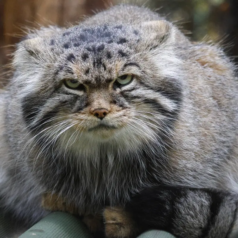 A photograph of George in Novosibirsk Zoo