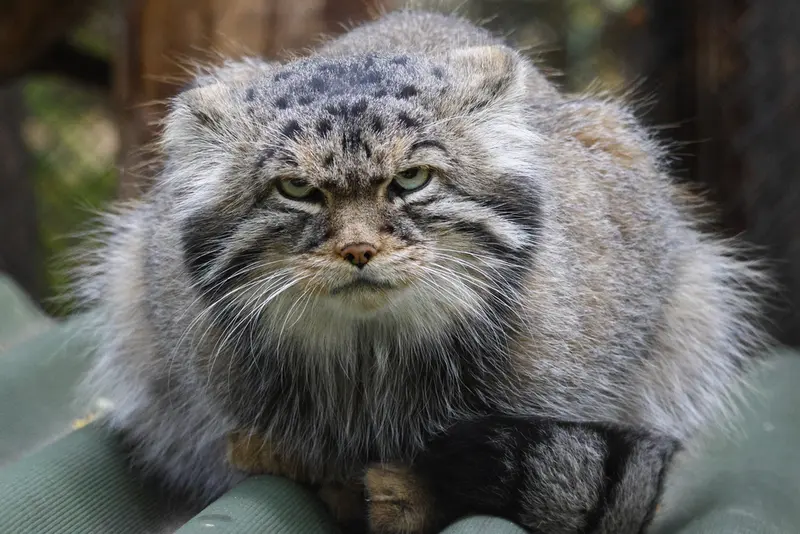 A photograph of George in Novosibirsk Zoo