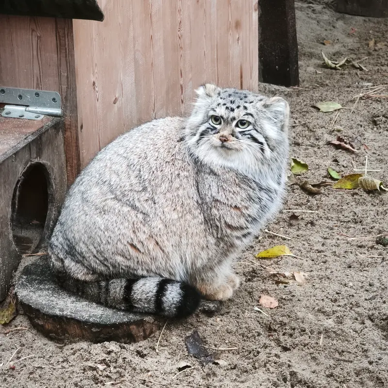 A photograph of Anya in Novosibirsk Zoo