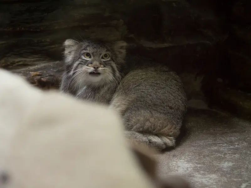A photograph of Figa in Ueno Zoological Gardens