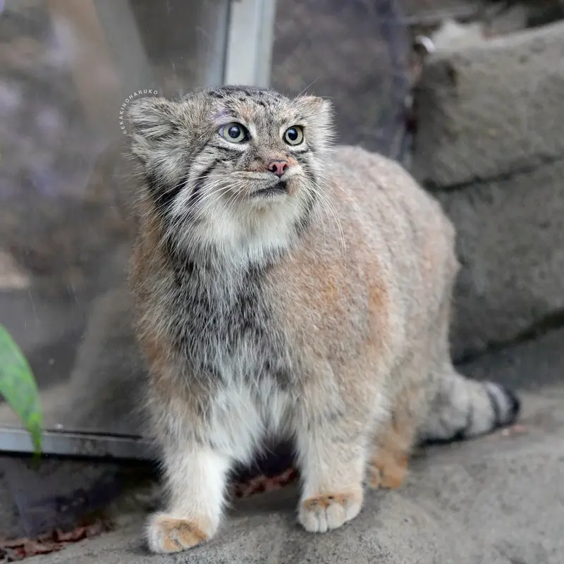 A photograph of Az in Kobe Animal Kingdom