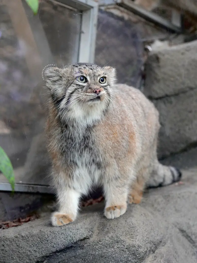 A photograph of Az in Kobe Animal Kingdom