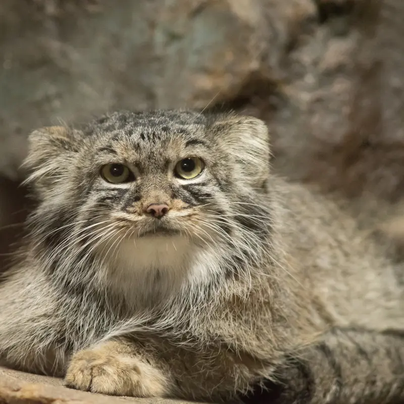 A photograph of Shafran in Ueno Zoological Gardens