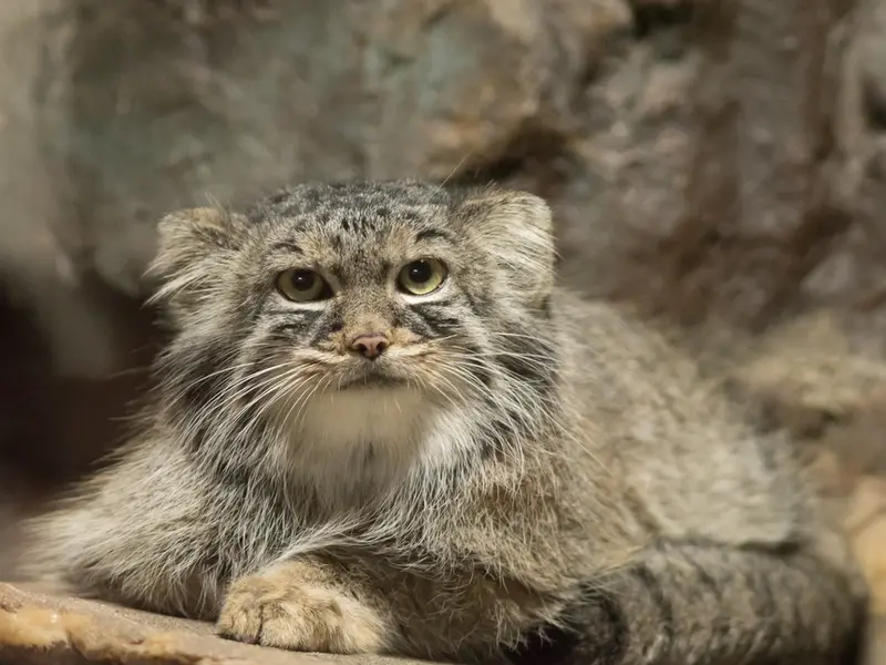 A photograph of Shafran in Ueno Zoological Gardens