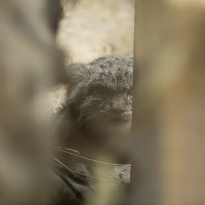 A photograph of Klyon in Ueno Zoological Gardens