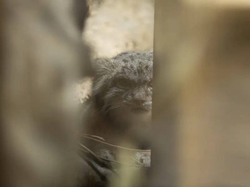 A photograph of Klyon in Ueno Zoological Gardens