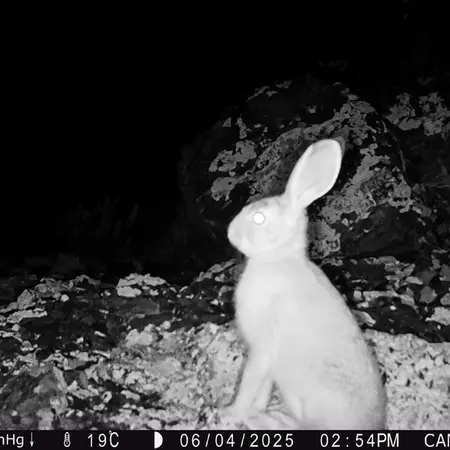 A photograph of European hare from Zhilandy camera trap