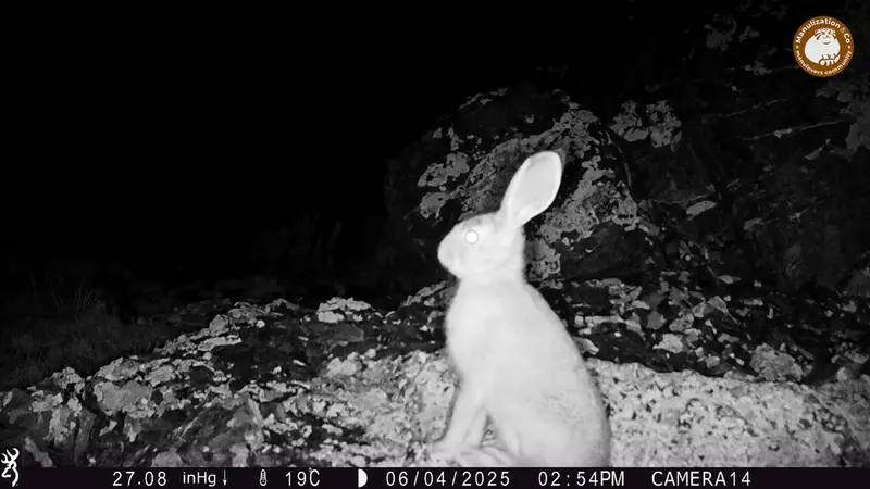 A photograph of European hare from Zhilandy camera trap