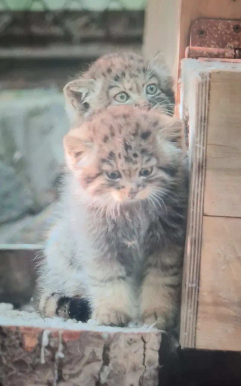 A photograph of a Pallas's cat