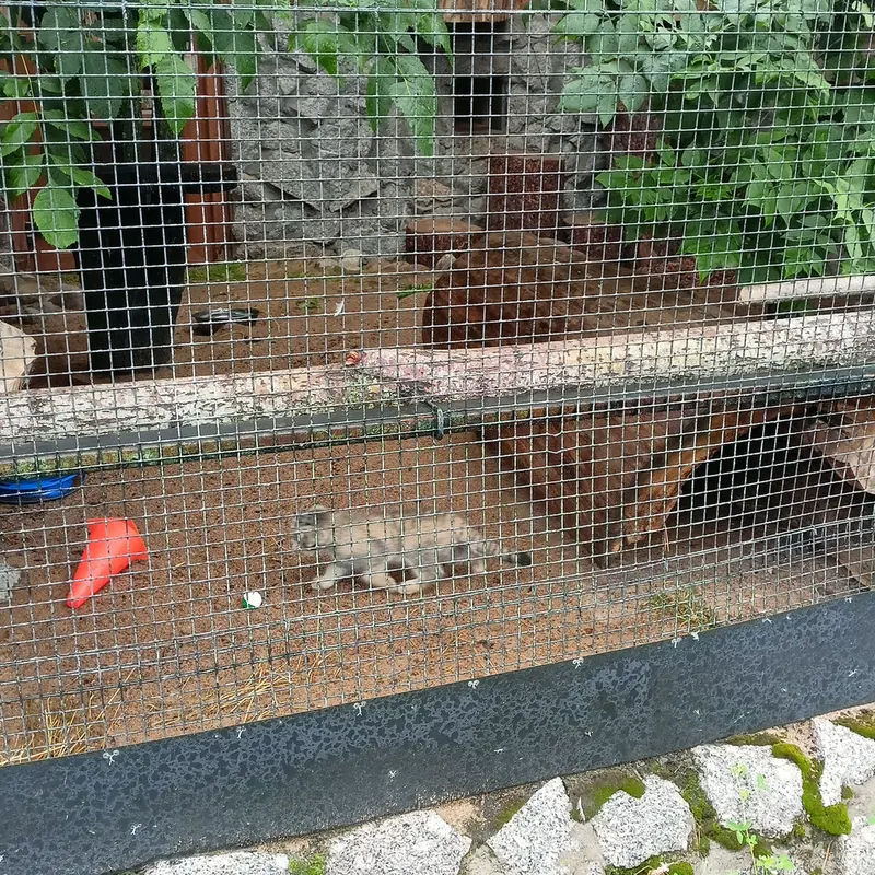 A photograph of a Pallas's cat