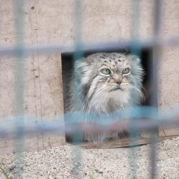 A photograph of Manuela in Magdeburg Zoo