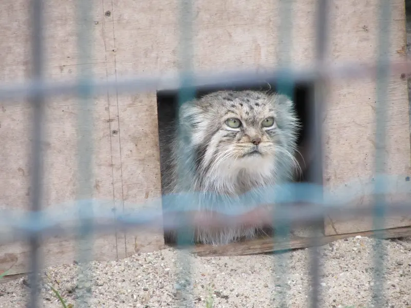 A photograph of Manuela in Magdeburg Zoo