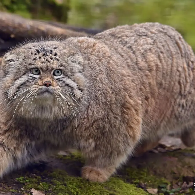 A photograph of Altai in Lumigny Safari Reserve