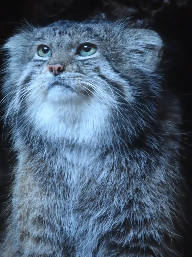 A photograph of Klyon in Ueno Zoological Gardens