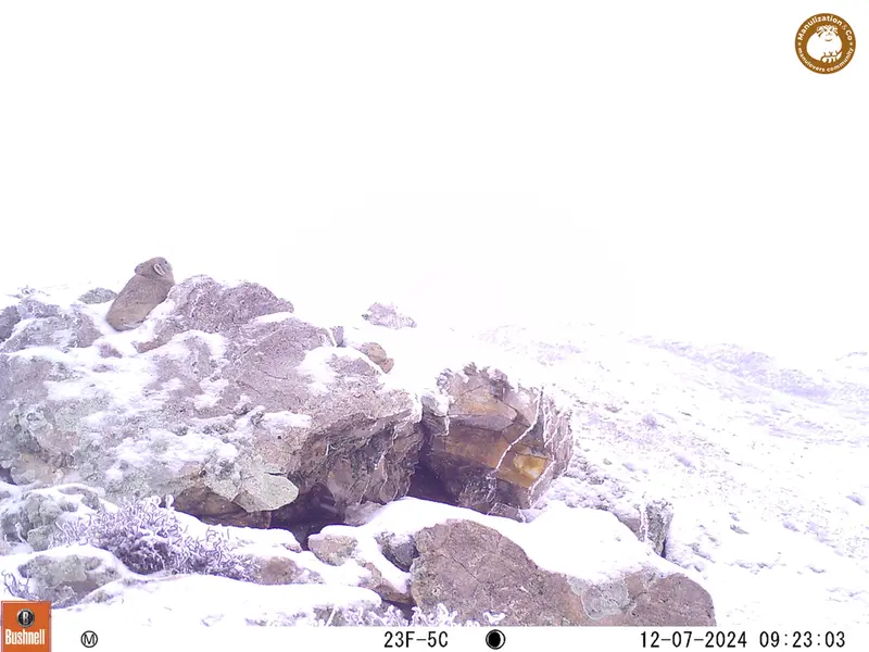 A photograph of Pika from Besshoky 1 camera trap