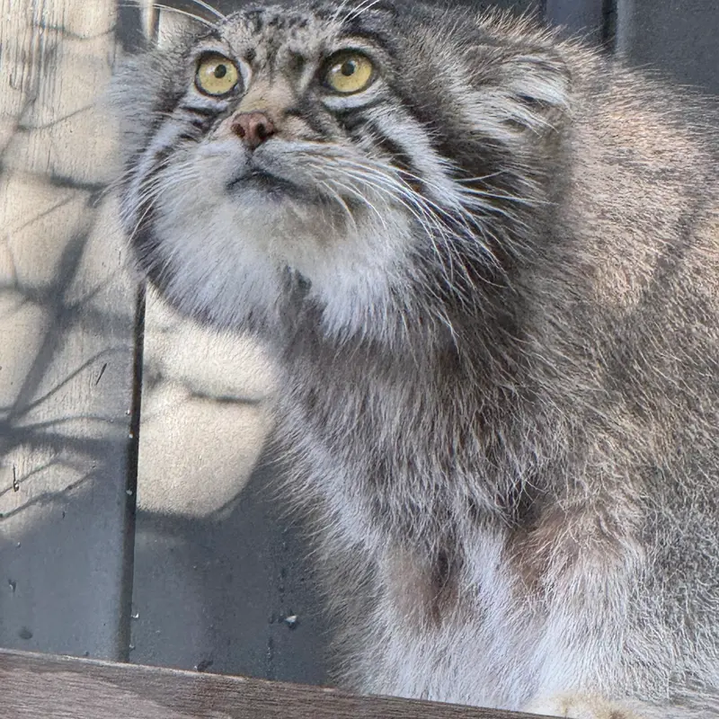 A photograph of Grusha in Asahiyama Zoo