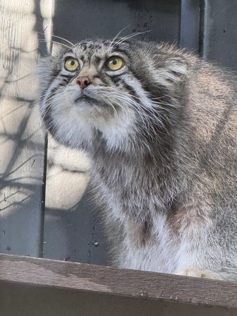 A photograph of Grusha in Asahiyama Zoo